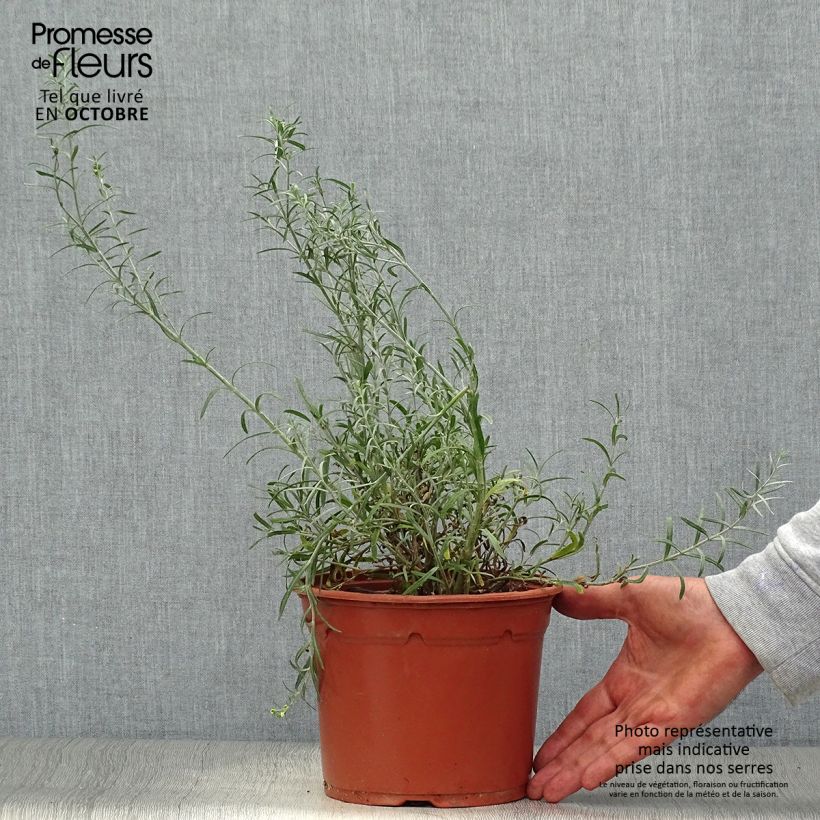 Exemplar von Gomphostigma virgatum White Candy Topf mit 2L/3L wie im Herbst geliefert