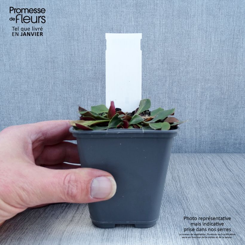 Exemplar von Goniolimon collinum - Steppenschleier Kleine Töpfe von 8/9 cm wie im Winter geliefert