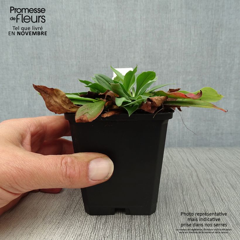 Exemplar von Goniolimon tataricum - Tatarenschleier Kleine Töpfe von 8/9 cm wie im Herbst geliefert