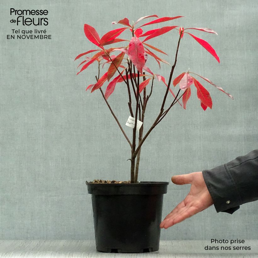Exemplar von Gordlinia grandiflora Topf mit 3L/4L wie im Herbst geliefert