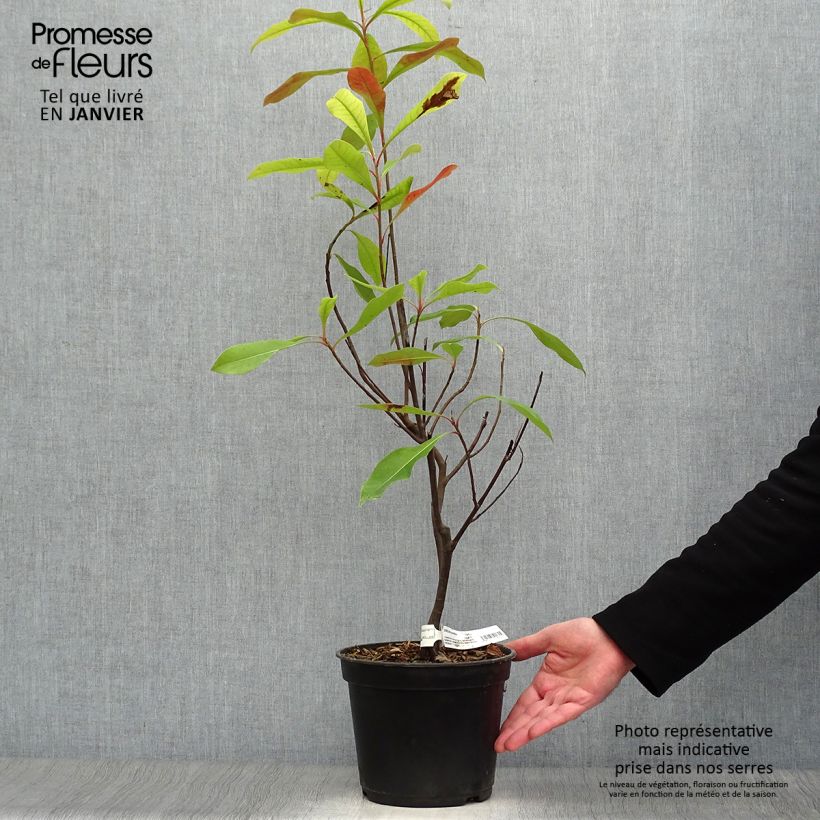 Exemplar von Gordlinia grandiflora Topf mit 3L/4L wie im Winter geliefert