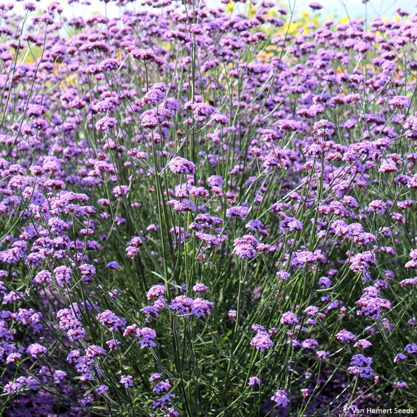 Verbena bonariensis Vanity (Samen) - Argentinisches Eisenkraut (Hafen)