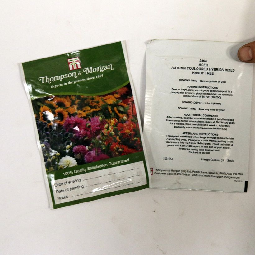 Beispiel eines Exemplars von Acer Autumn Coloured Hybrids Mixed (Samen) - Ahorn die Tüte mit 20 Samen wie geliefert