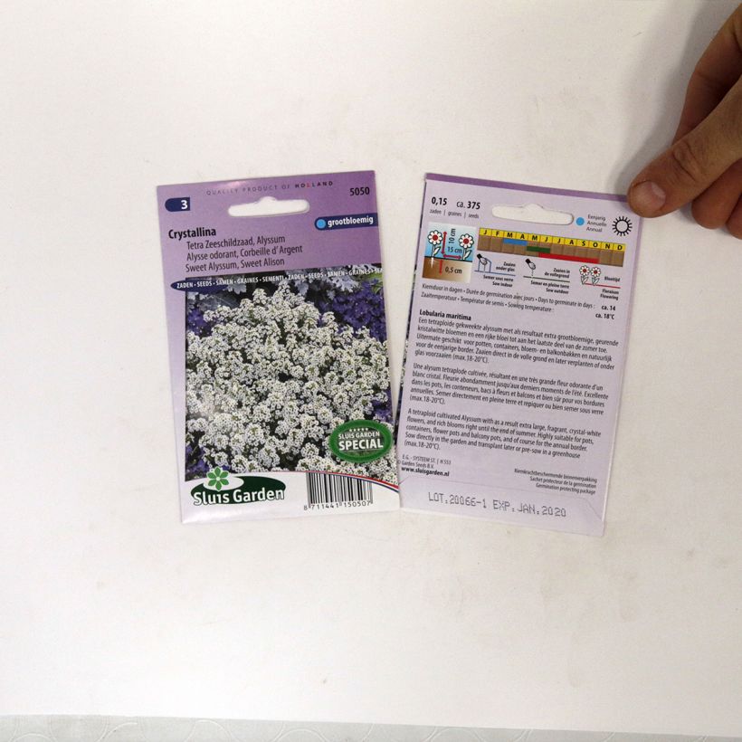 Beispiel eines Exemplars von Strand-Silberkraut Crystallina (Samen) - Lobularia die Tüte mit 375 Samen wie geliefert
