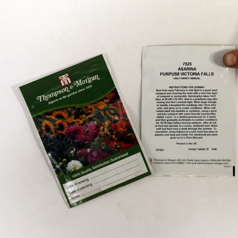Beispiel eines Exemplars von Asarina erubescens var.purpusii Victoria Falls (Samen) - Gloxinienwinden die Tüte mit 20 Samen wie geliefert