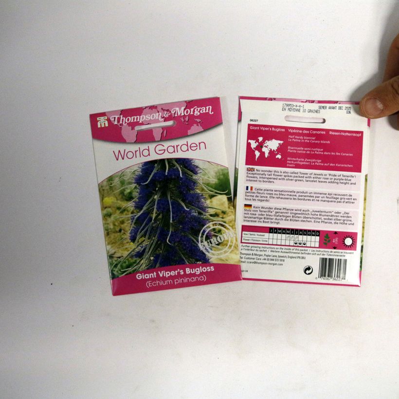 Beispiel eines Exemplars von Echium pininana (Samen) - Riesen-Natternkopf die Tüte mit 10 Samen wie geliefert