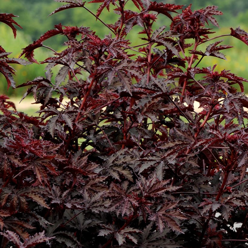 Hibiskus Mahogany Splendor (Samen) - Hibiscus acetosella (Hafen)