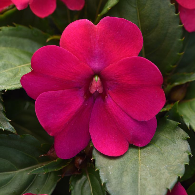Fleißige Lieschen Solarscape Magenta Bliss (Samen) - Impatiens (Blüte)