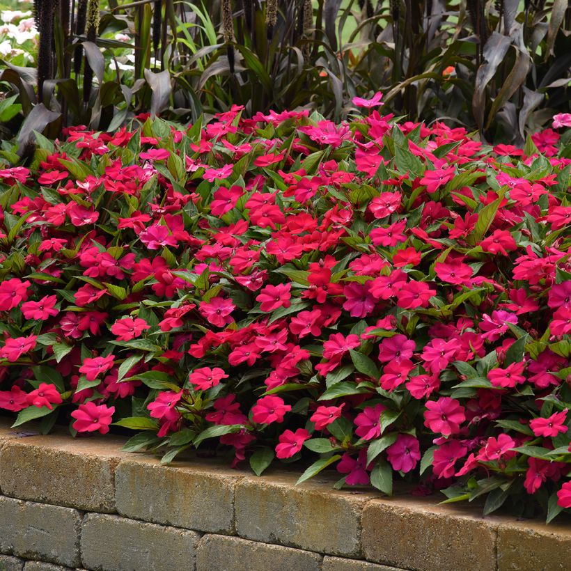 Fleißige Lieschen Solarscape Magenta Bliss (Samen) - Impatiens (Hafen)