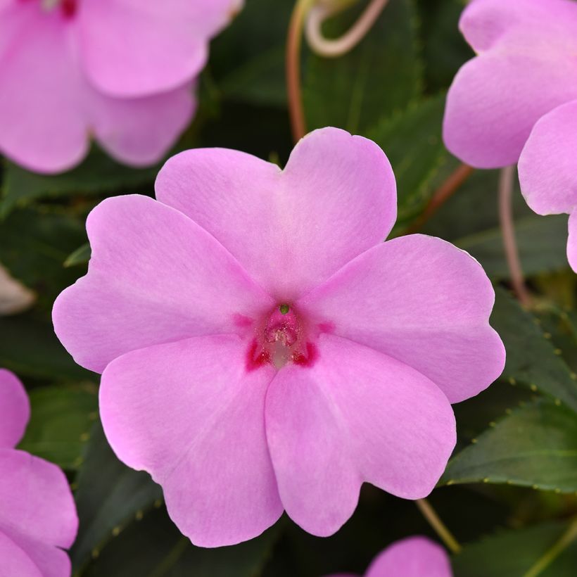 Fleißige Lieschen Solarscape XL Lilac Spark (Samen) - Impatiens (Blüte)