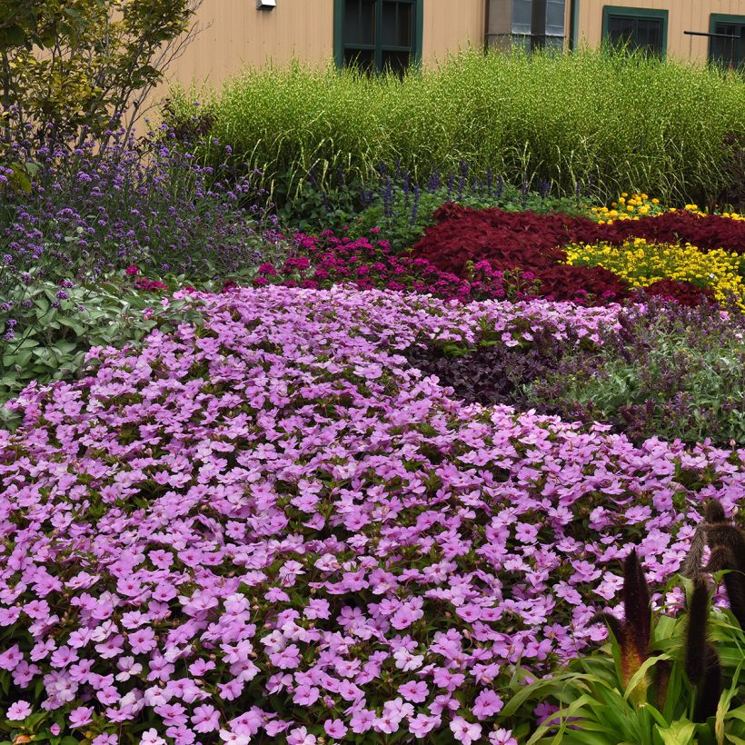 Fleißige Lieschen Solarscape XL Lilac Spark (Samen) - Impatiens (Hafen)