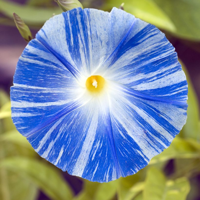 Ipomoea tricolor Flying Saucer (Samen) - Prunkwinde (Blüte)