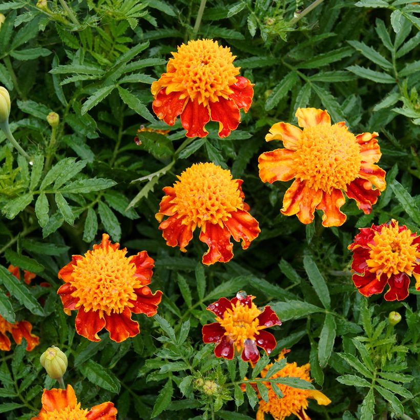 Studentenblume Orange Flame (Blüte)