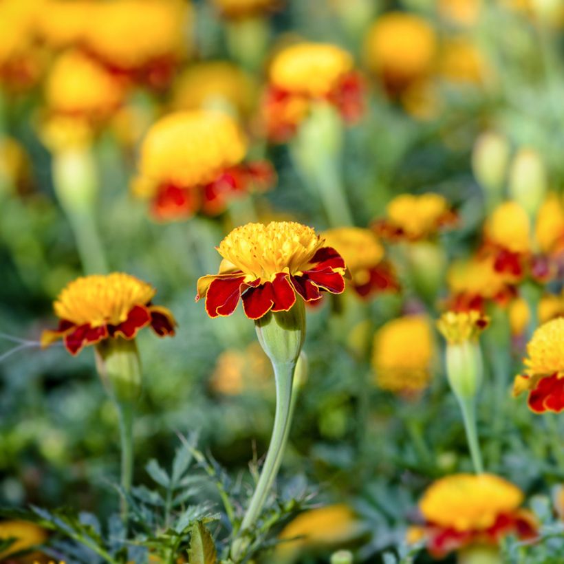 Aufrechte Studentenblume Tiger Eyes (Samen) - Tagetes (Blüte)