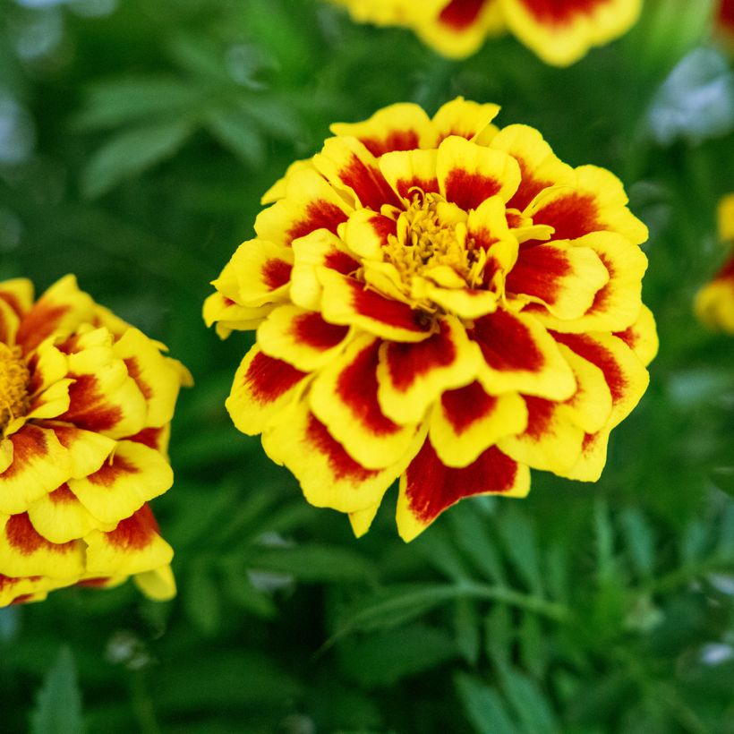 Niedrige Studenteblumen Mango Tango - Tagetes patula (Blüte)