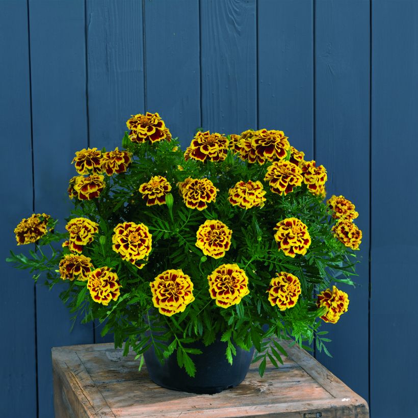 Niedrige Studenteblumen Mango Tango - Tagetes patula (Hafen)