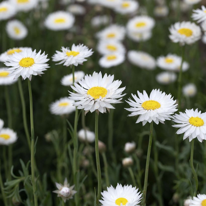 Weisse Strohblume (Samen) - Acroclinium (Blüte)