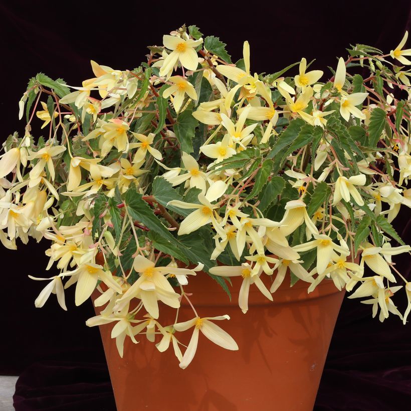 Begonie Copacabana F1 Yellow (Pillierte Samen) - Begonia boliviensis (Wuchs)