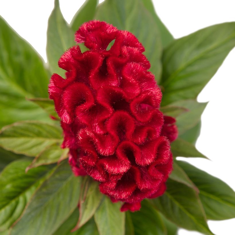 Celosia cristata Red Jack (Samen) - Hahnenkamm (Blüte)
