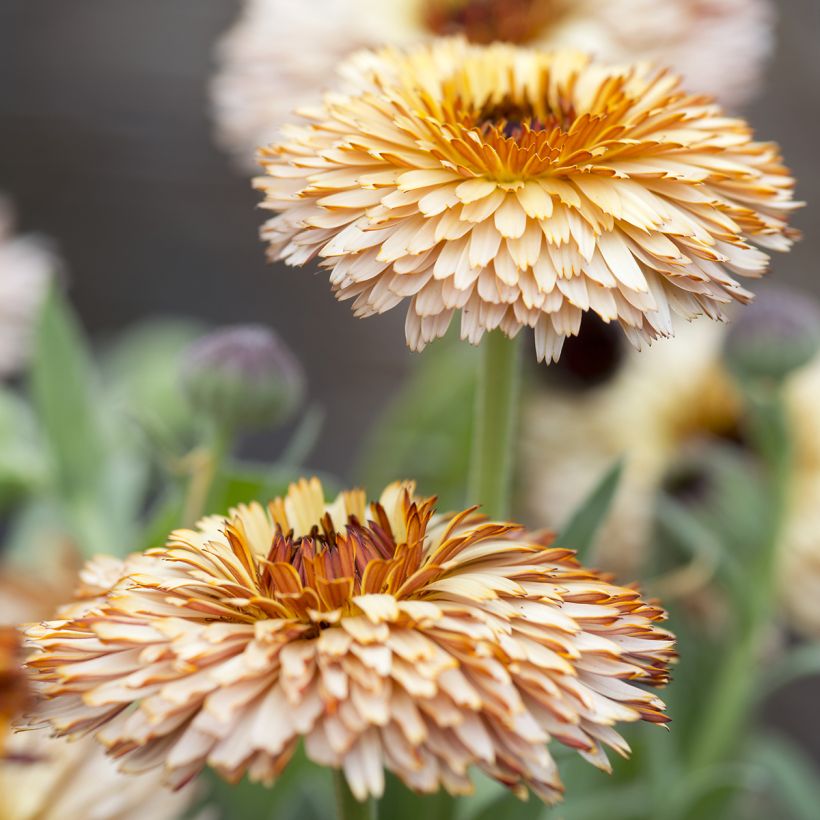 Ringelblume Pygmy Buff (Samen) - Calendula officinalis (Blüte)