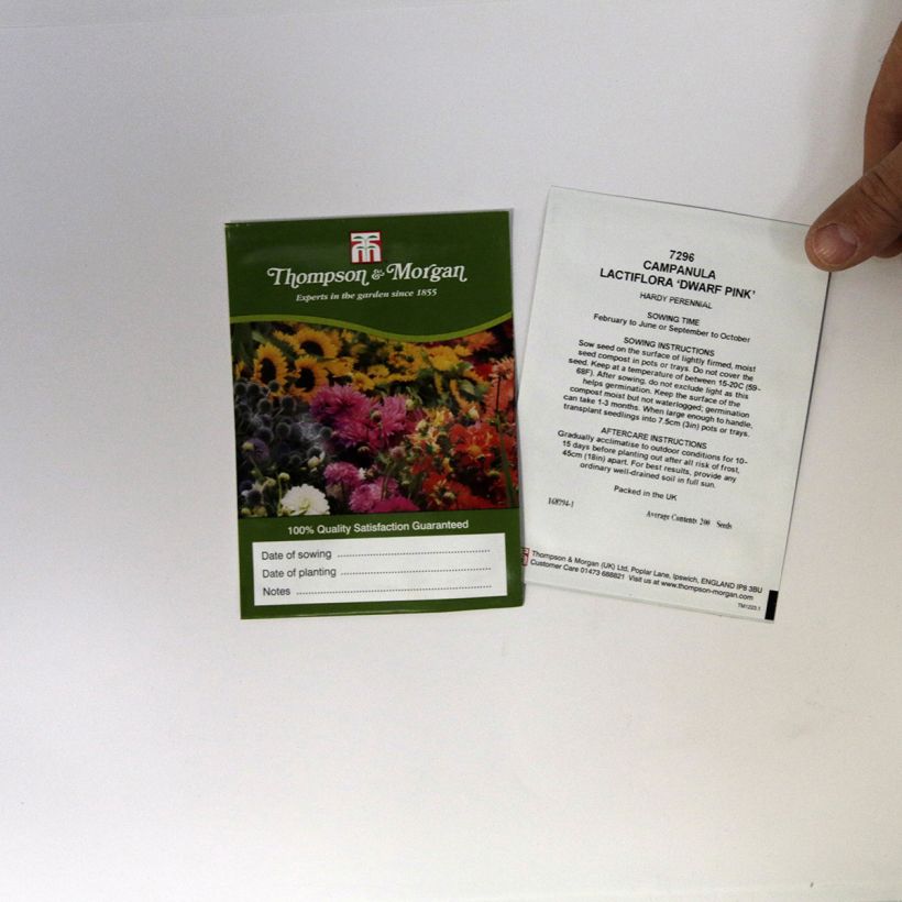 Beispiel eines Exemplars von Dolden-Glockenblume Dwarf Pink (Samen) - Campanula lactiflora die Tüte mit 200 Samen wie geliefert
