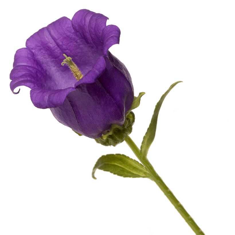Marien-Glockenblume F1 Big Ben Deep Blue (Pillierte Samen) - Campanula medium (Blüte)