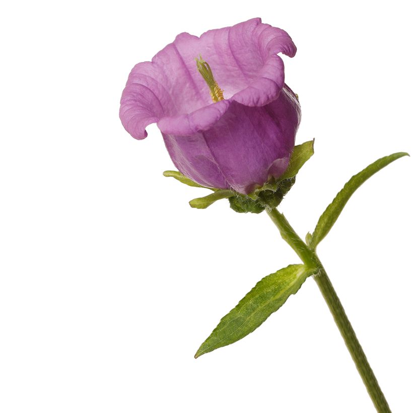 Marien-Glockenblume F1 Big Ben Lavender (Pillierte Samen) - Campanula medium (Blüte)