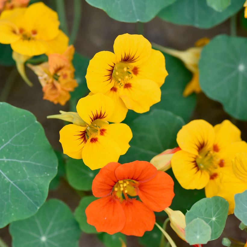 Große Kapuzinerkresse Gleam (Blüte)