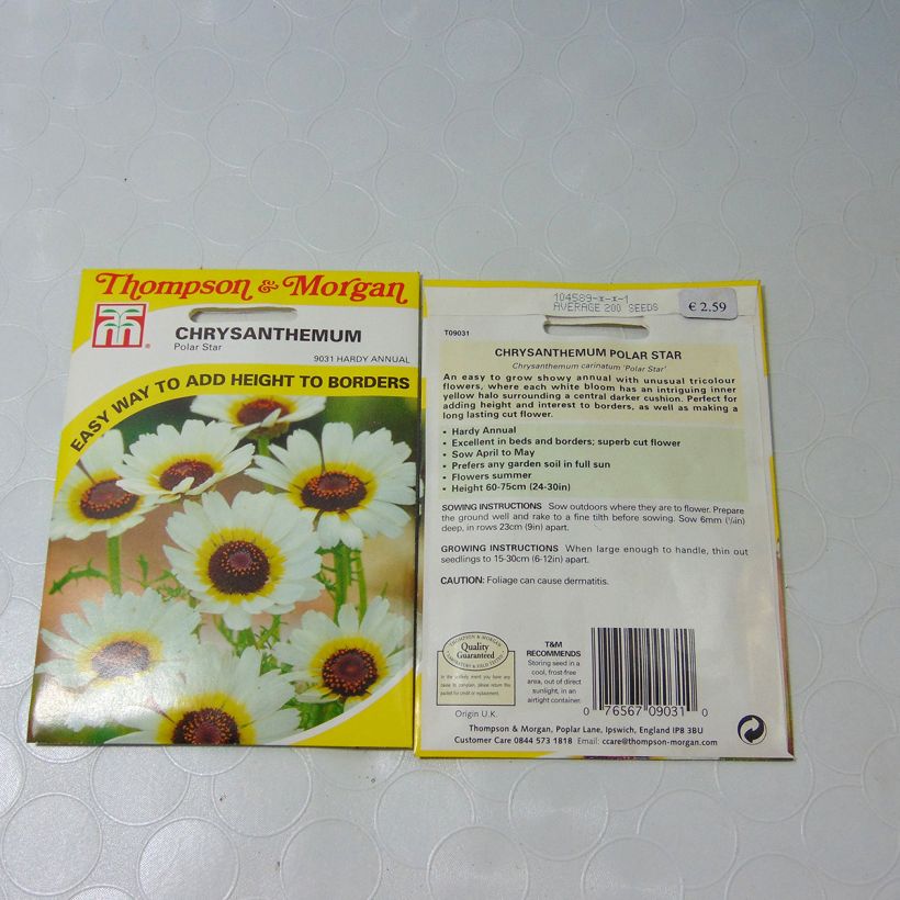 Beispiel eines Exemplars von Chrysanthemum carinatum Polar Star (Samen) - Wucherblume die Tüte mit 300 Samen (1g) wie geliefert