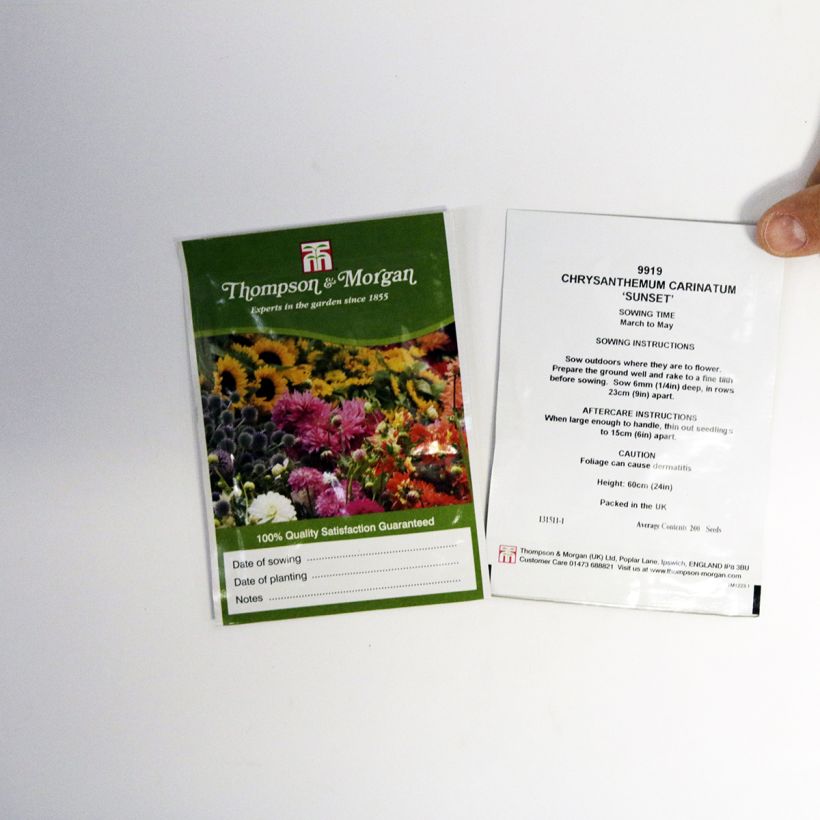 Beispiel eines Exemplars von Chrysanthemum carinatum Sunset (Samen) - Wucherblume die Tüte mit 300 Samen (1g) wie geliefert