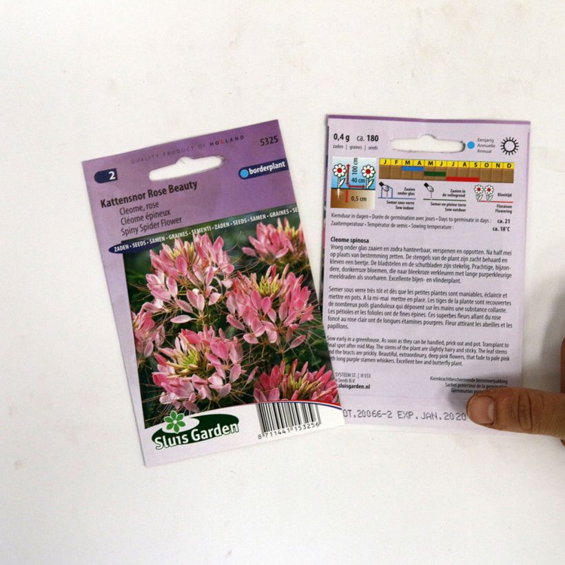 Beispiel eines Exemplars von Spinnenpflanze Rose Beauty (Samen) - Cleome die Tüte mit 180 Samen wie geliefert