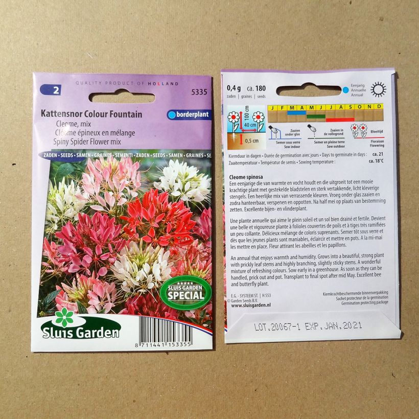 Beispiel eines Exemplars von Spinnenpflanze Colour Fountain Mix (Samen) - Cleome die Tüte mit 450 Samen (1g) wie geliefert
