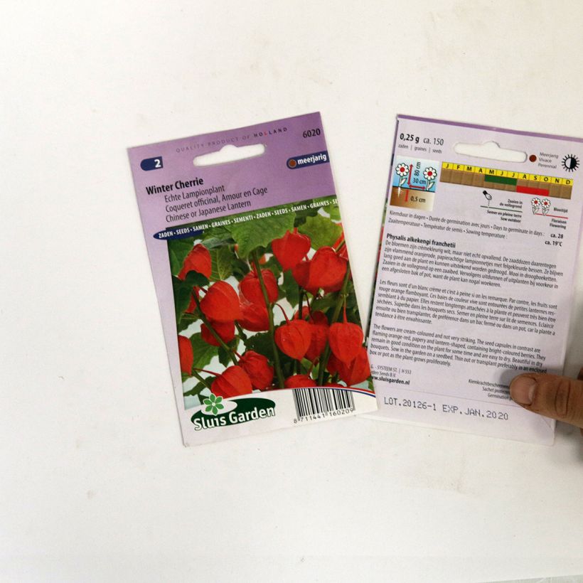 Beispiel eines Exemplars von Physalis franchetti Winter Cherry (Samen) - Lampionblume die Tüte mit 150 Samen wie geliefert