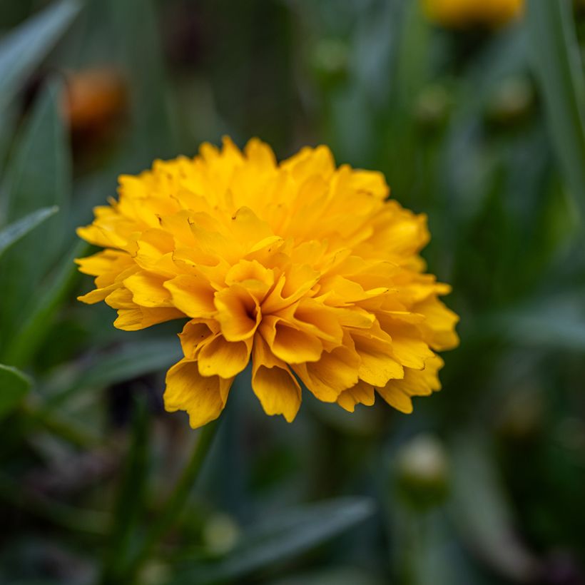 Großblumige Mädchenauge Early Sunrise (Samen) - Coreopsis grandiflora (Blüte)