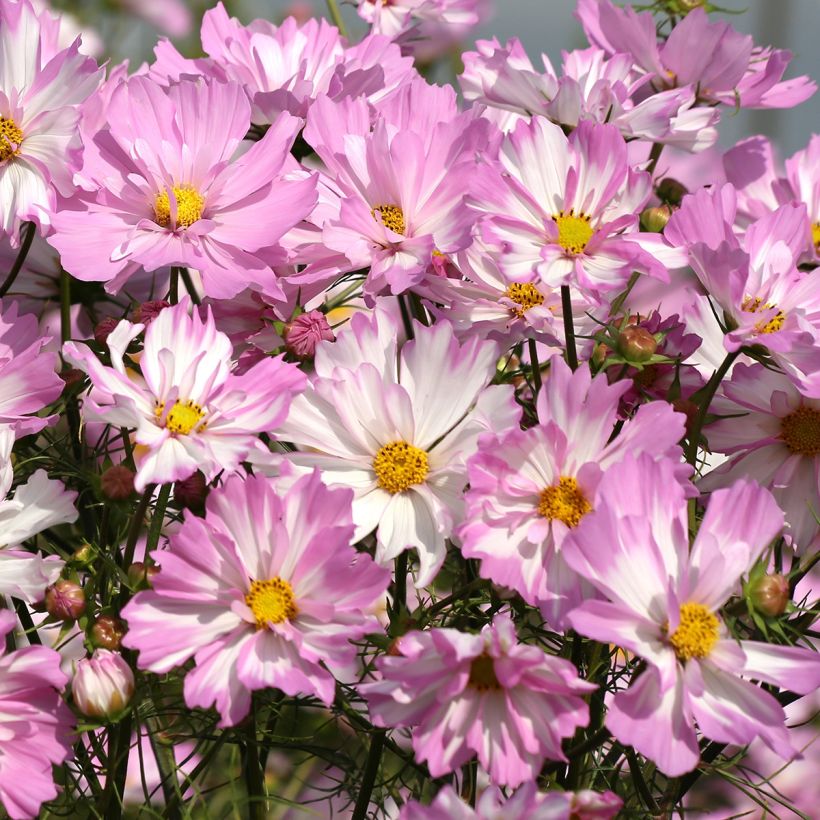 Schmuckkörbchen Colletta Pink-White (Samen) - Cosmos (Blüte)
