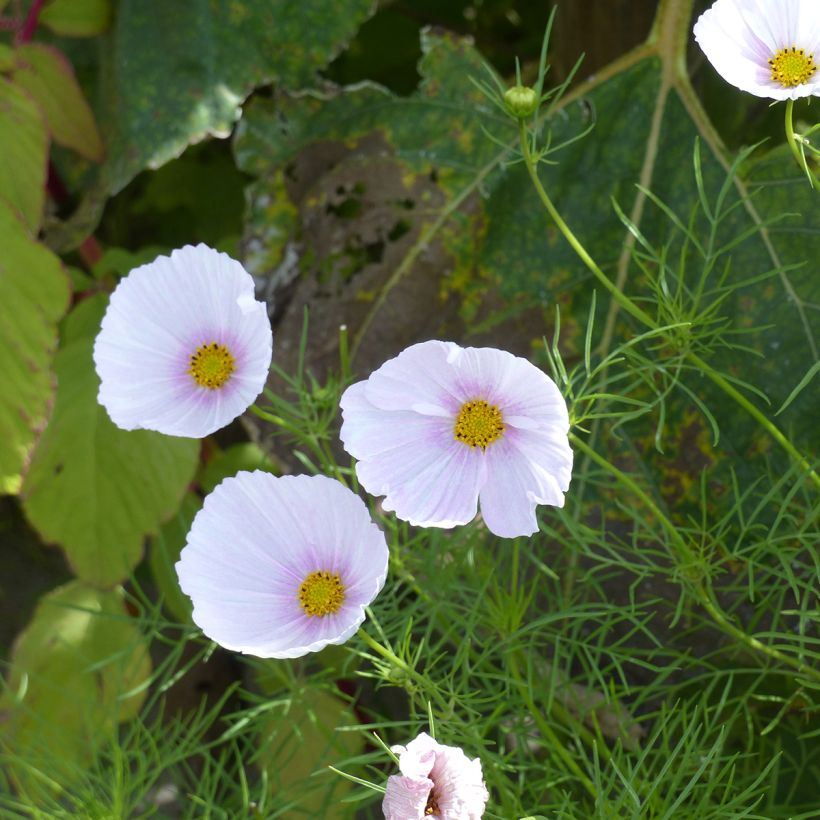 Schmuckkörbchen Cupsy Blush BIO (Samen) - Cosmos (Blüte)