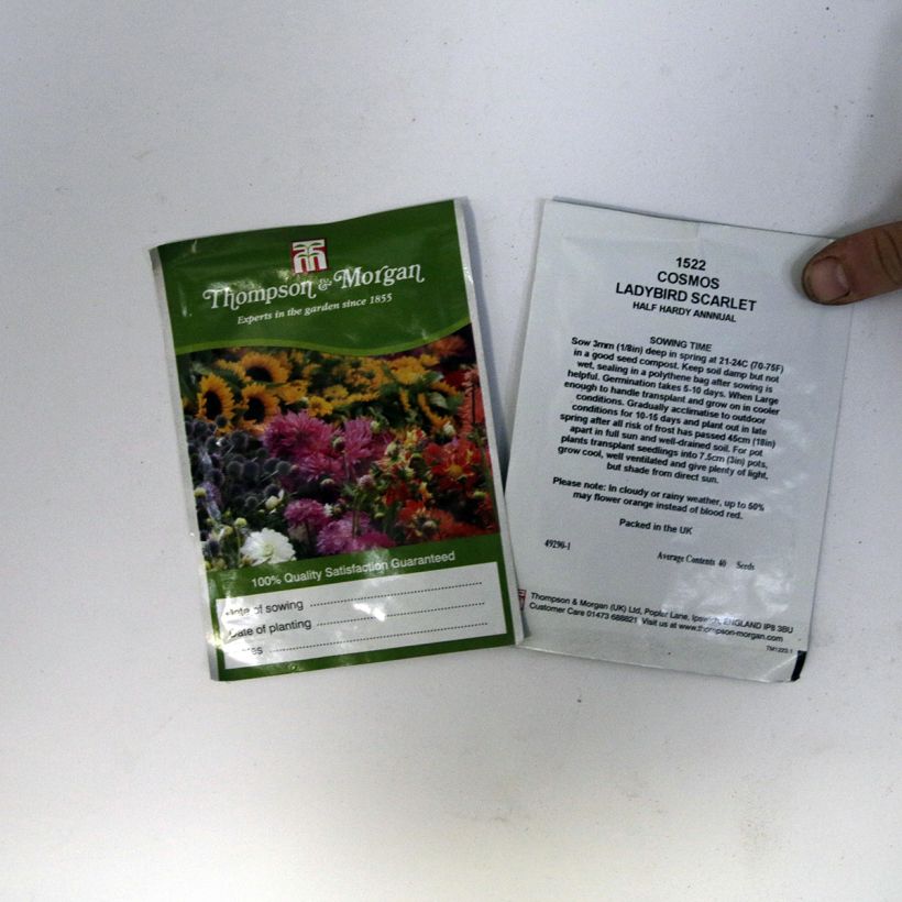 Beispiel eines Exemplars von Cosmos sulphureus Dwarf Ladybird Scarlet (Samen) - Gelbes Schmuckkörbchen die Tüte mit 50 Samen (0,5g) wie geliefert