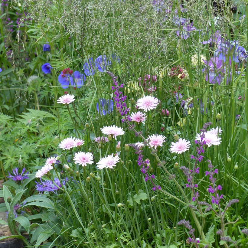 Crepis rubra (Samen) - Roter Pippau (Wuchs)