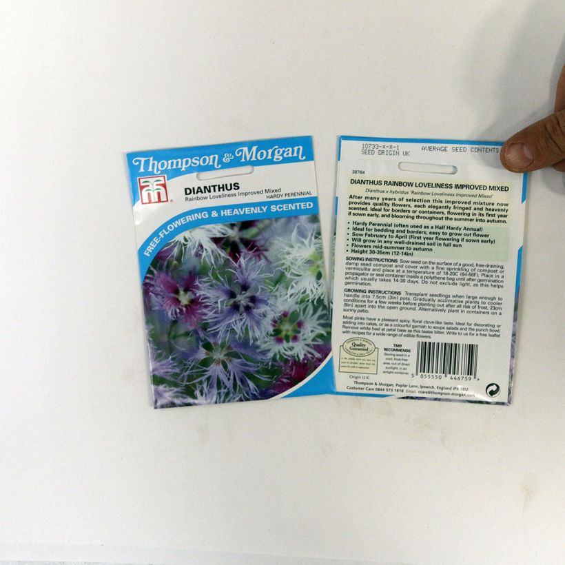 Beispiel eines Exemplars von Garten-Nelke Rainbow Loveliness Improved Mixed (Samen) - Dianthus die Tüte mit 30 Samen wie geliefert
