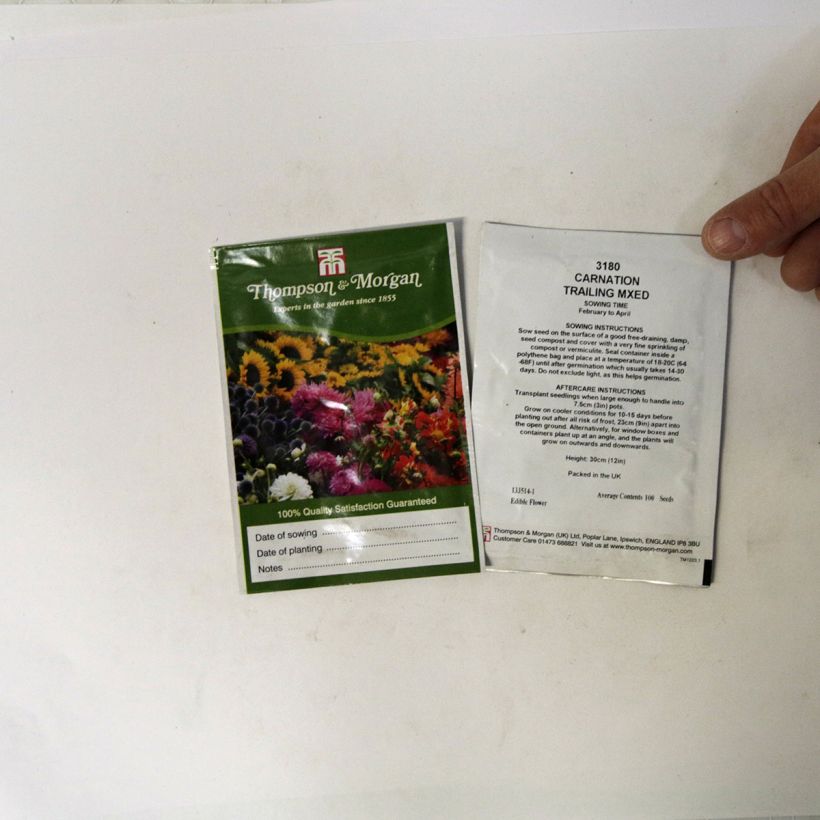 Beispiel eines Exemplars von Garten-Nelke Trailing Carnations Mixed (Samen) - Dianthus caryophyllus die Tüte mit 100 Samen wie geliefert
