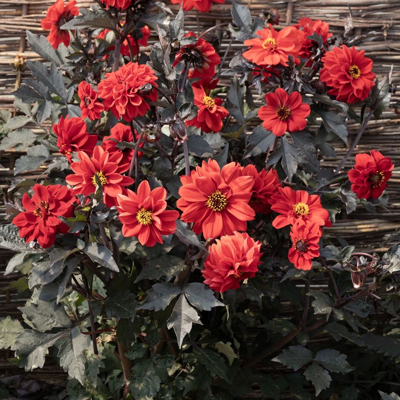 Dahlia Black Forest Ruby (Samen) - Zwerg Dahlie (Blüte)
