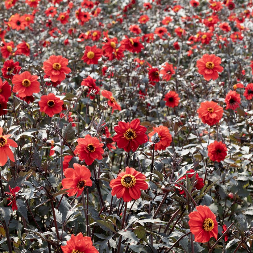 Dahlia Black Forest Ruby (Samen) - Zwerg Dahlie (Hafen)