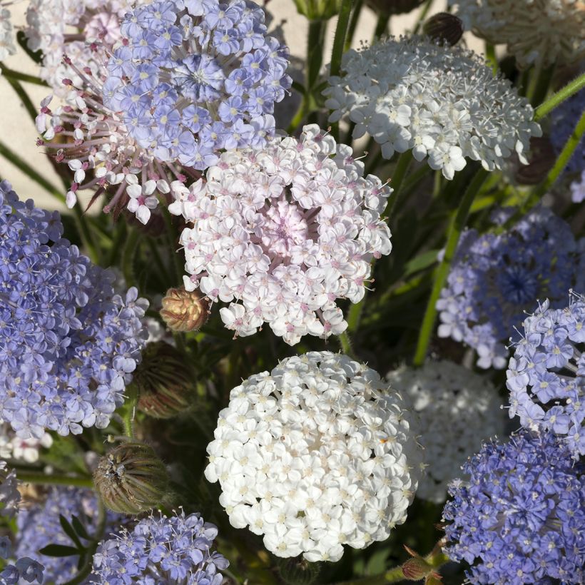 Trachymene coerulea Lace Heavenly Umbels (Samen) - Blaudolde (Blüte)