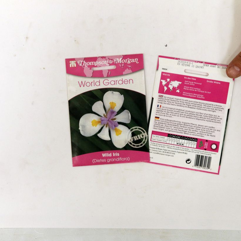 Beispiel eines Exemplars von Dietes grandiflora (Samen) - Dietes die Tüte mit 10 Samen wie geliefert