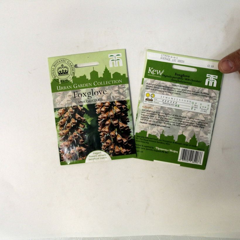 Beispiel eines Exemplars von Digitalis parviflora Milk Chocolate (Samen) - Kleinblütiger Fingerhut die Tüte mit 100 Samen wie geliefert