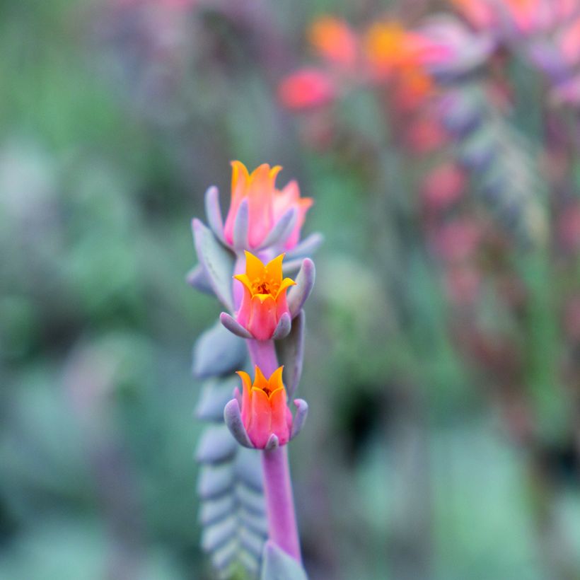 Echeveria peacockii Urban Orange - Echeverie (Blüte)
