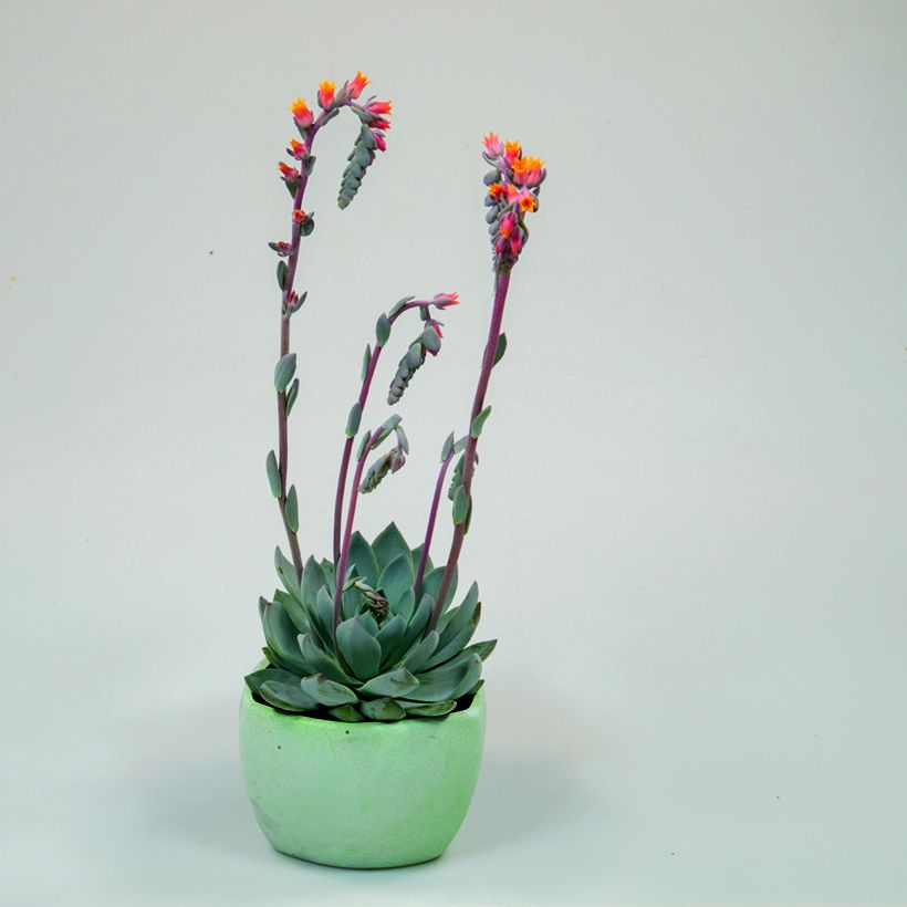 Echeveria peacockii Urban Orange - Echeverie (Hafen)