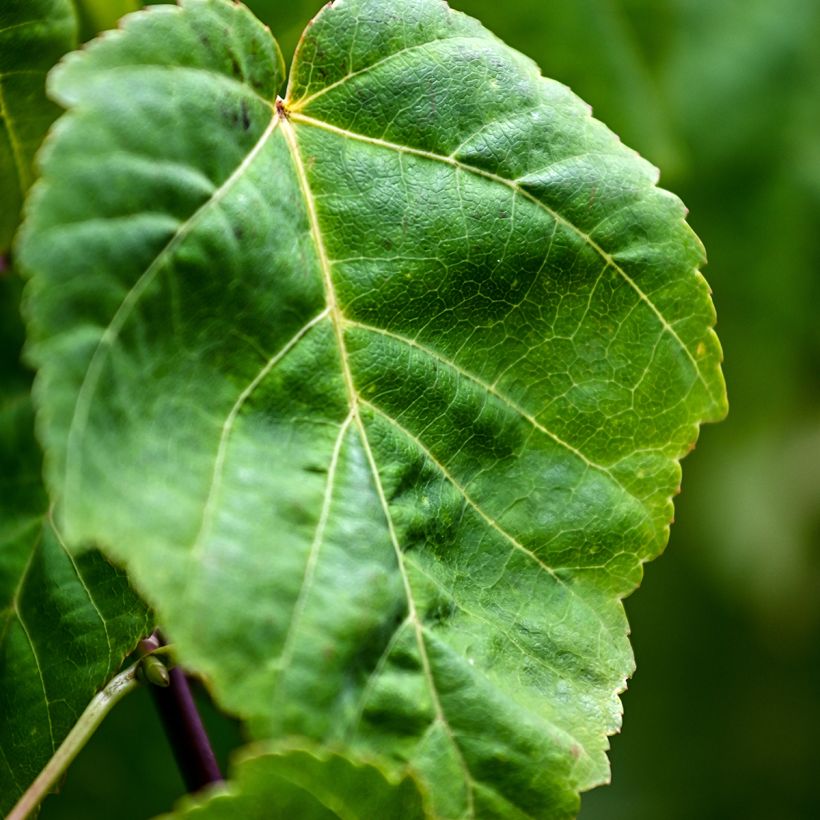 Schlangenhautahornsamen - Acer davidii (Laub)