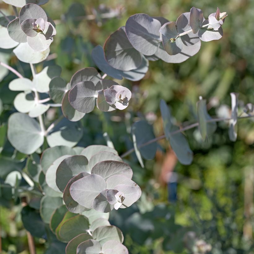 Eucalyptus cinerea Silver Dollar (Samen) (Laub)