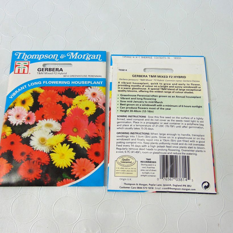Beispiel eines Exemplars von Gerbera T&M Mixed Hybride F2 (Samen) die Tüte mit 50 Samen (0,1g) wie geliefert